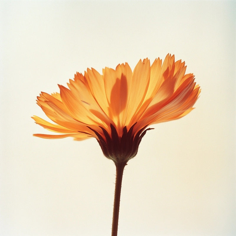 Golden Healer: The Power of Calendula