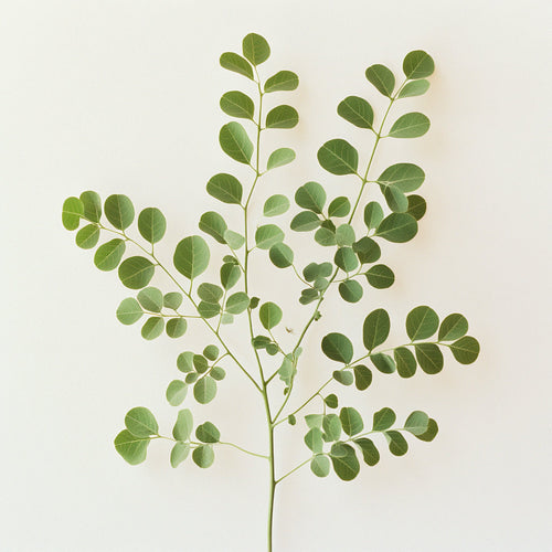 Moringa: The Miracle Tree