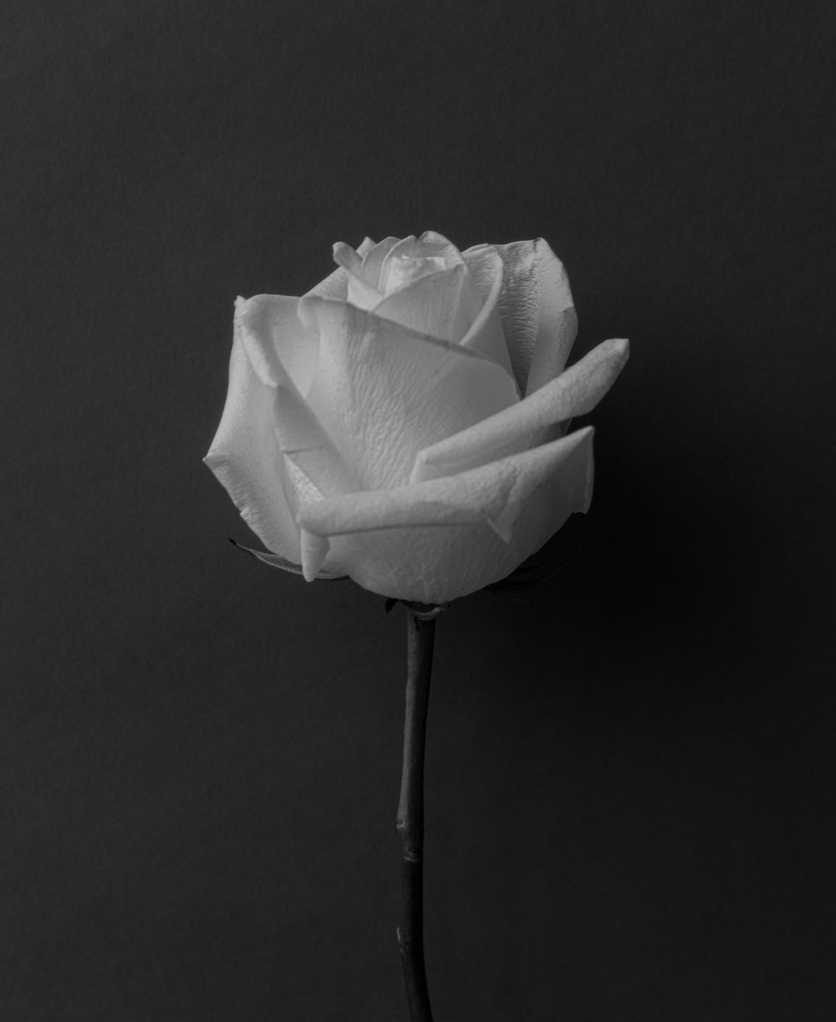 Black and white photo of a white rose on a dark background