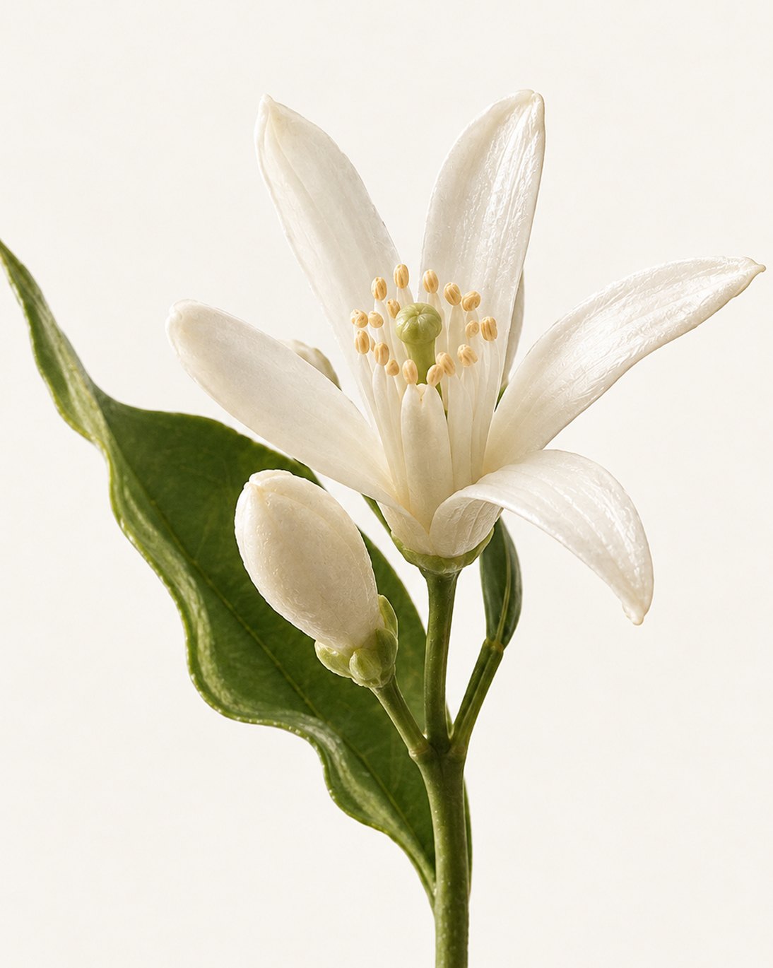Neroli