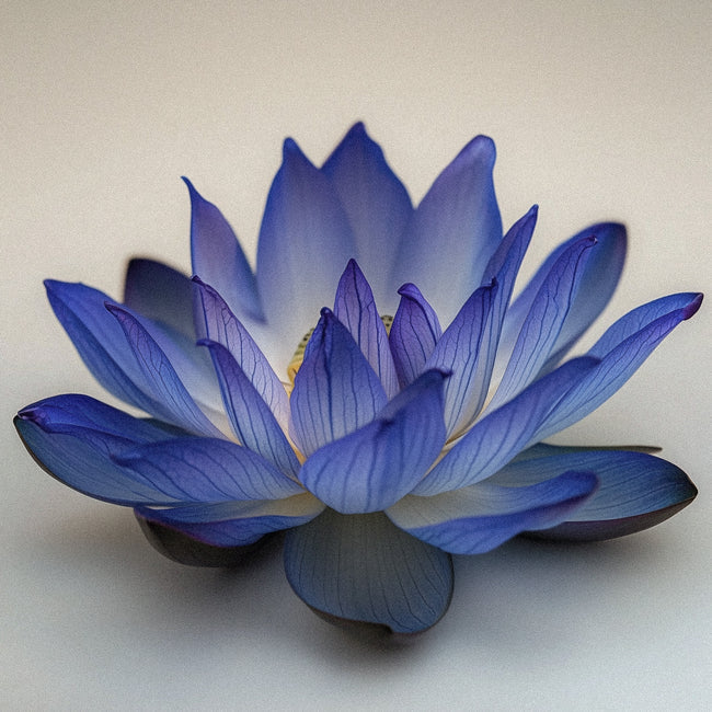 Blue Lotus