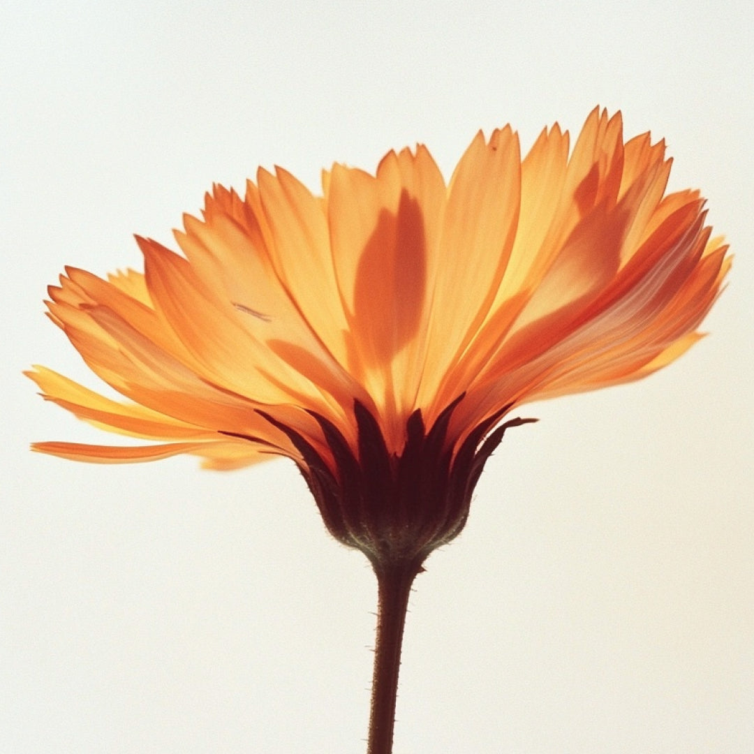Calendula
