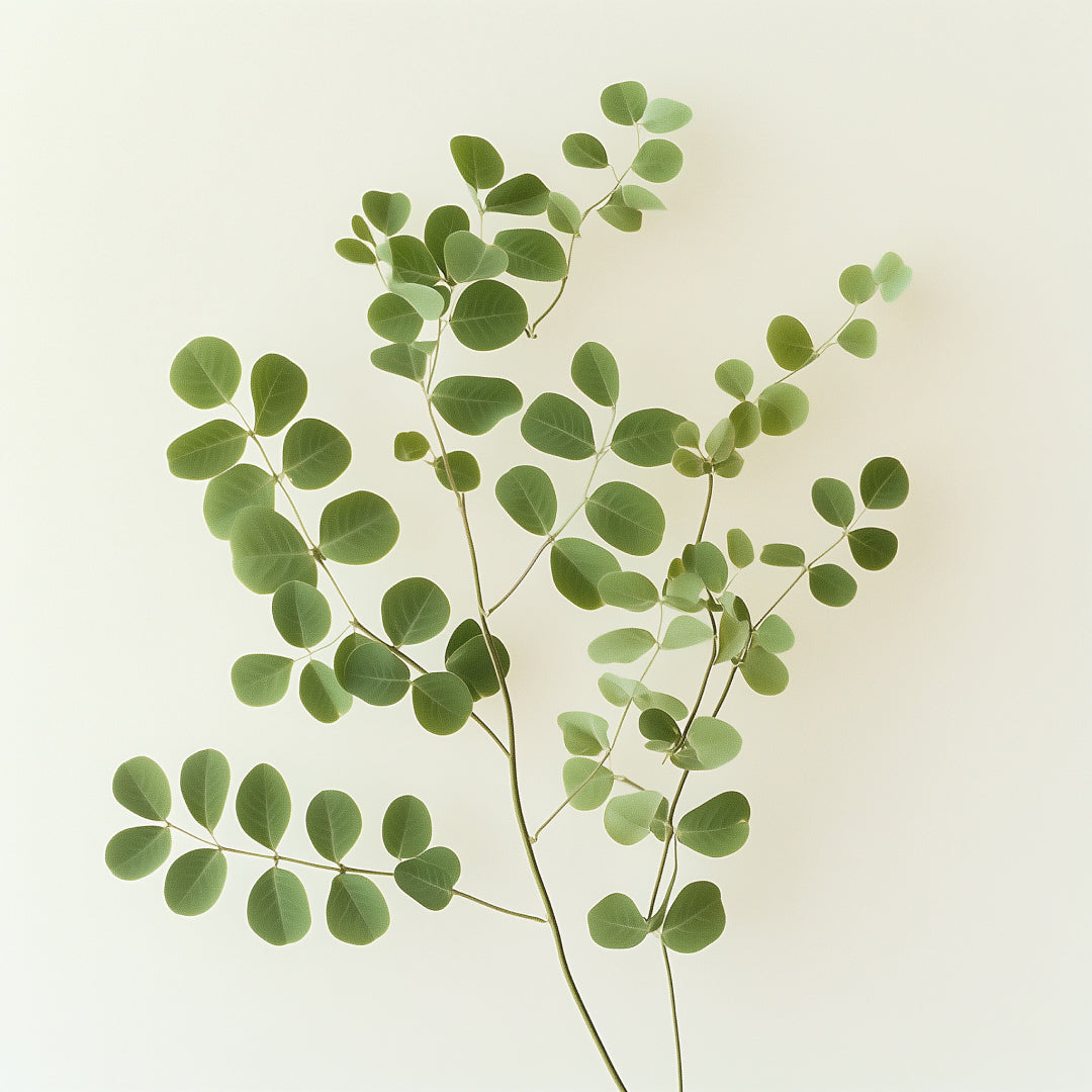 Moringa