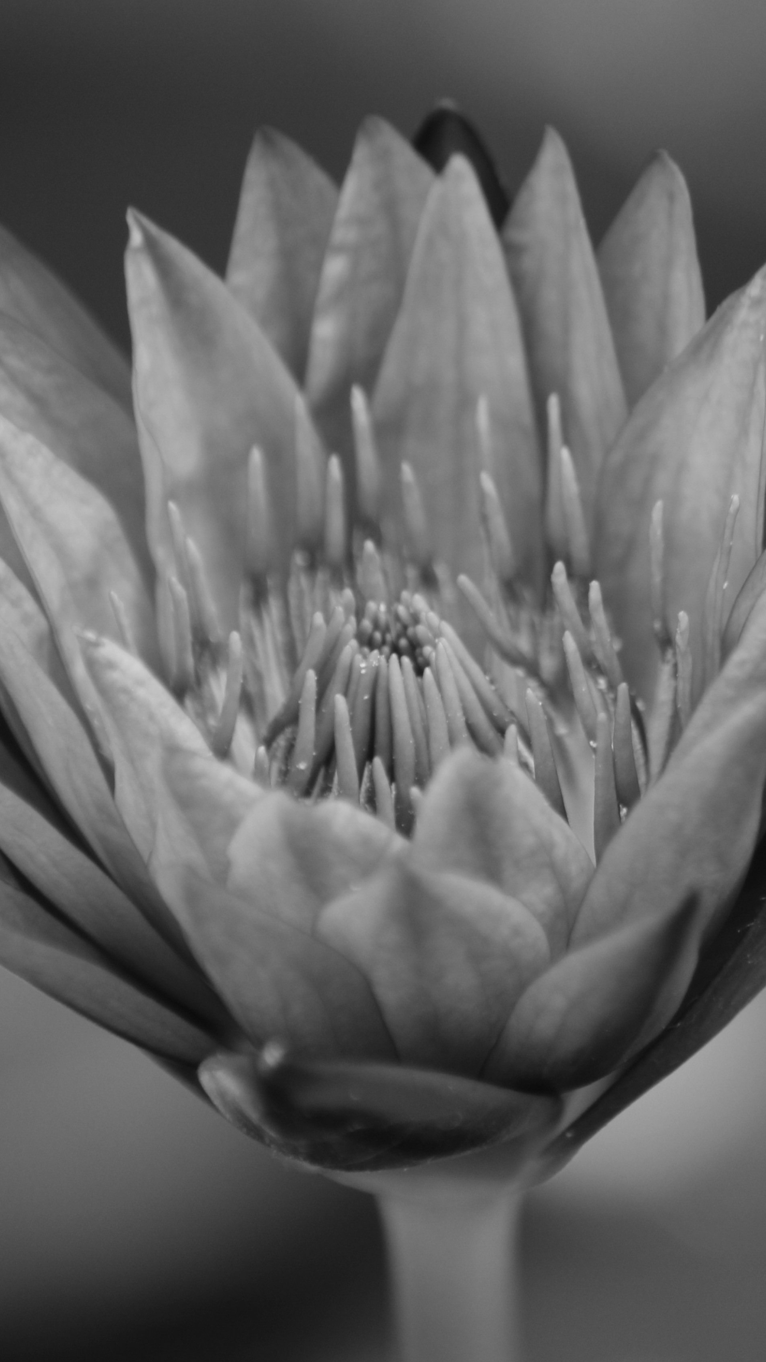 Blue Lotus — All Natural, All-Botanical